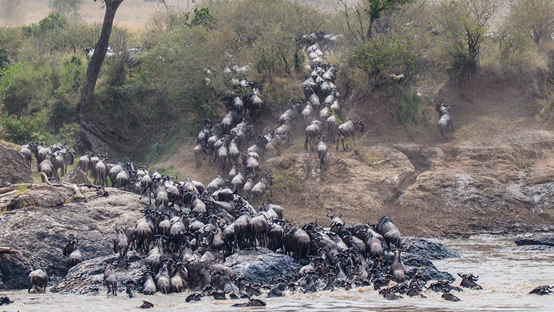 Masai Mara
