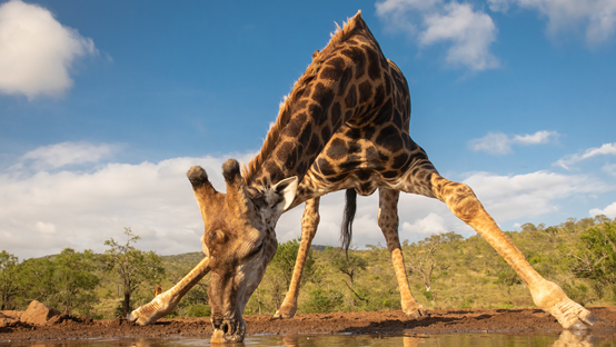Samburu