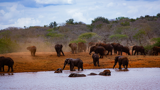 Tsavo